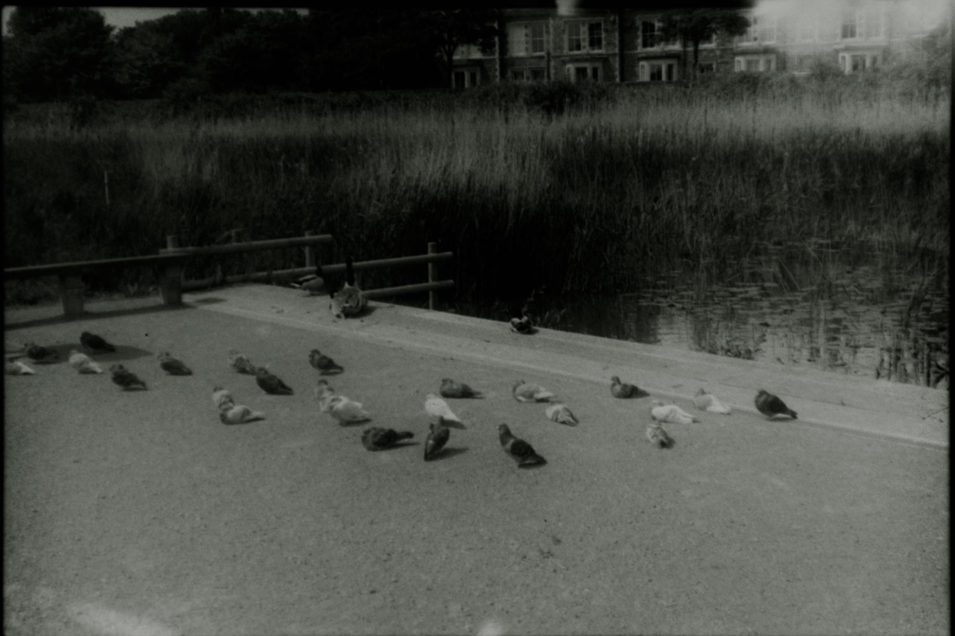 A black and white picture of some birds on a concrete plinth by some wetland