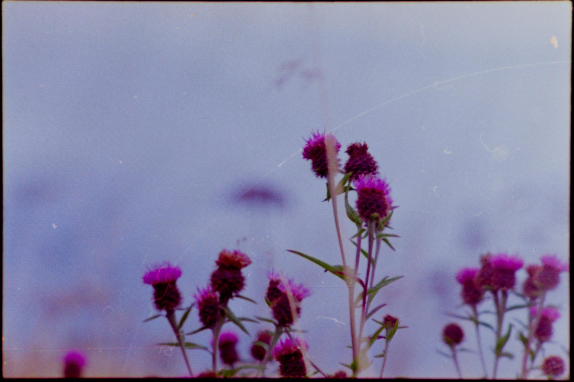 A picture of some thistles against a blue background