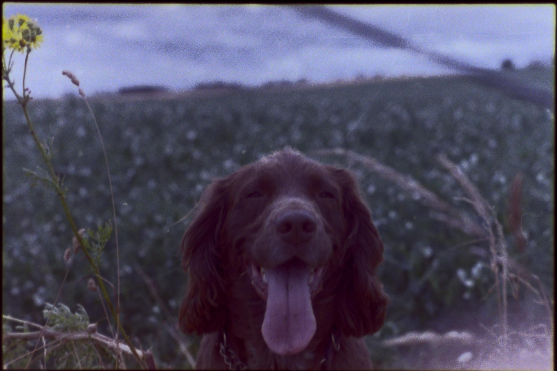 A picture of a chocolate Sprocker Spaniel, Daisy, surrounded by flowers and with an out-of-focus green field behind